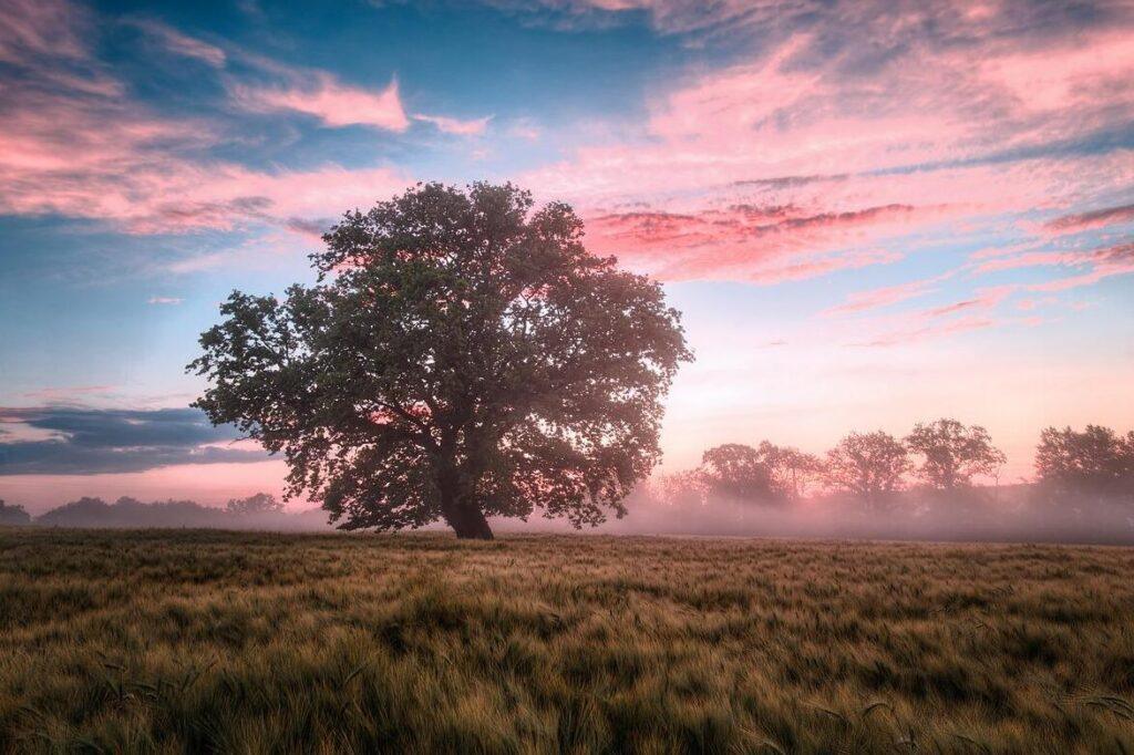 field, morning, sunrise, dawn, nature, landscape, sky, sunrise, nature, nature, nature, nature, nature, landscape, sky, sky
